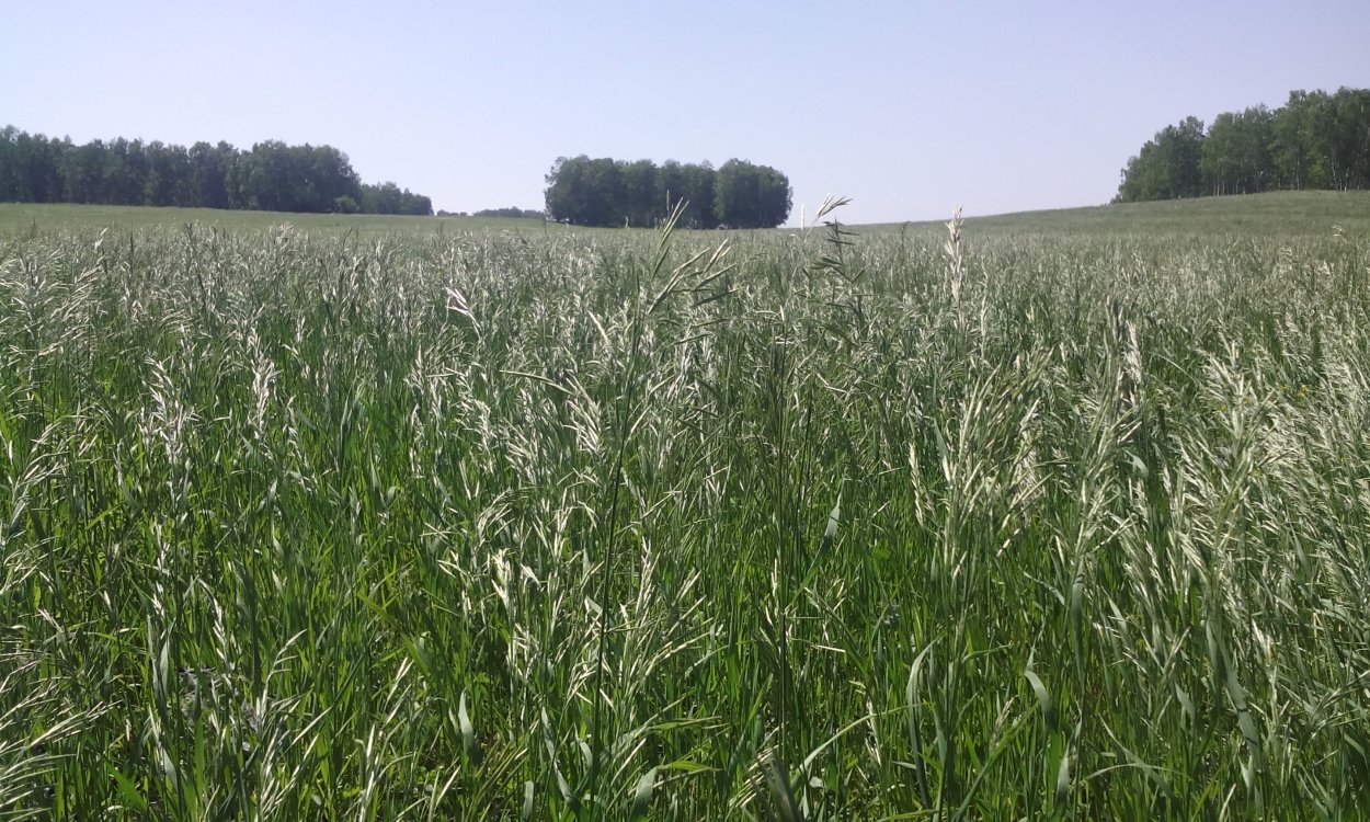 Люцерна суданка