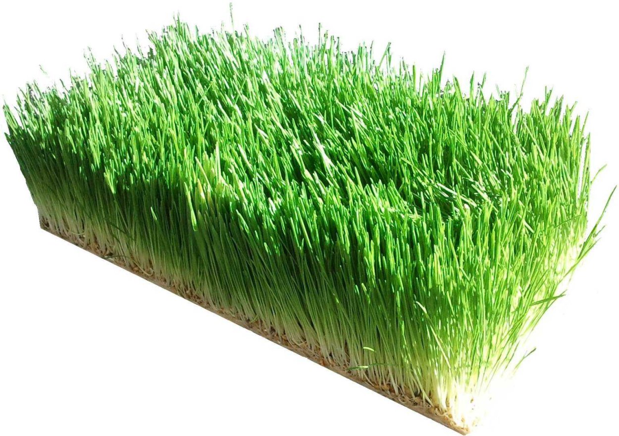 Поле эспарцета в Ростовской области