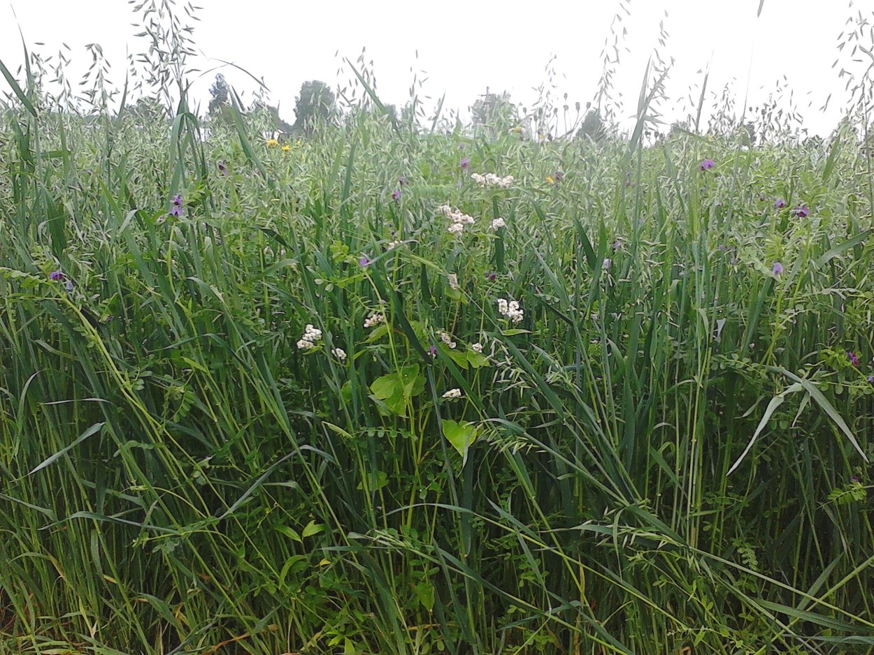 Гидропонный корм для КРС