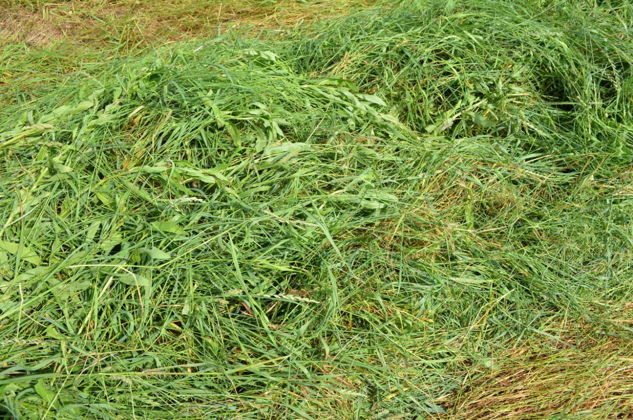 Клевер для силоса