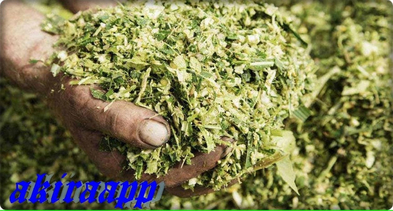 Гидропонный корм для КРС