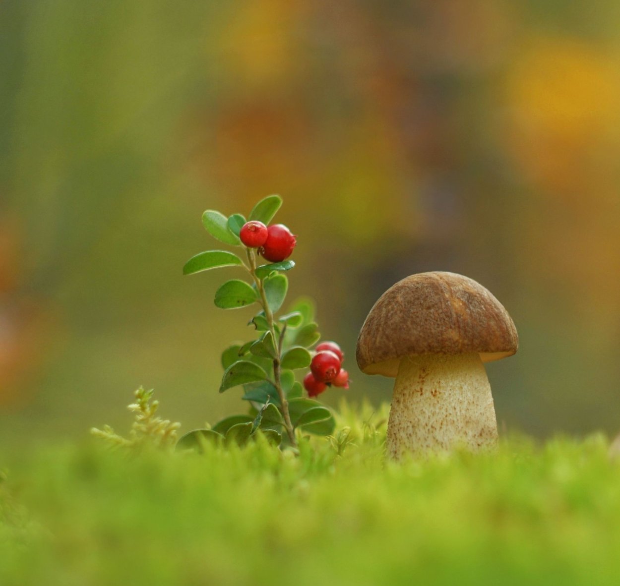 Лесная Поляна с грибами