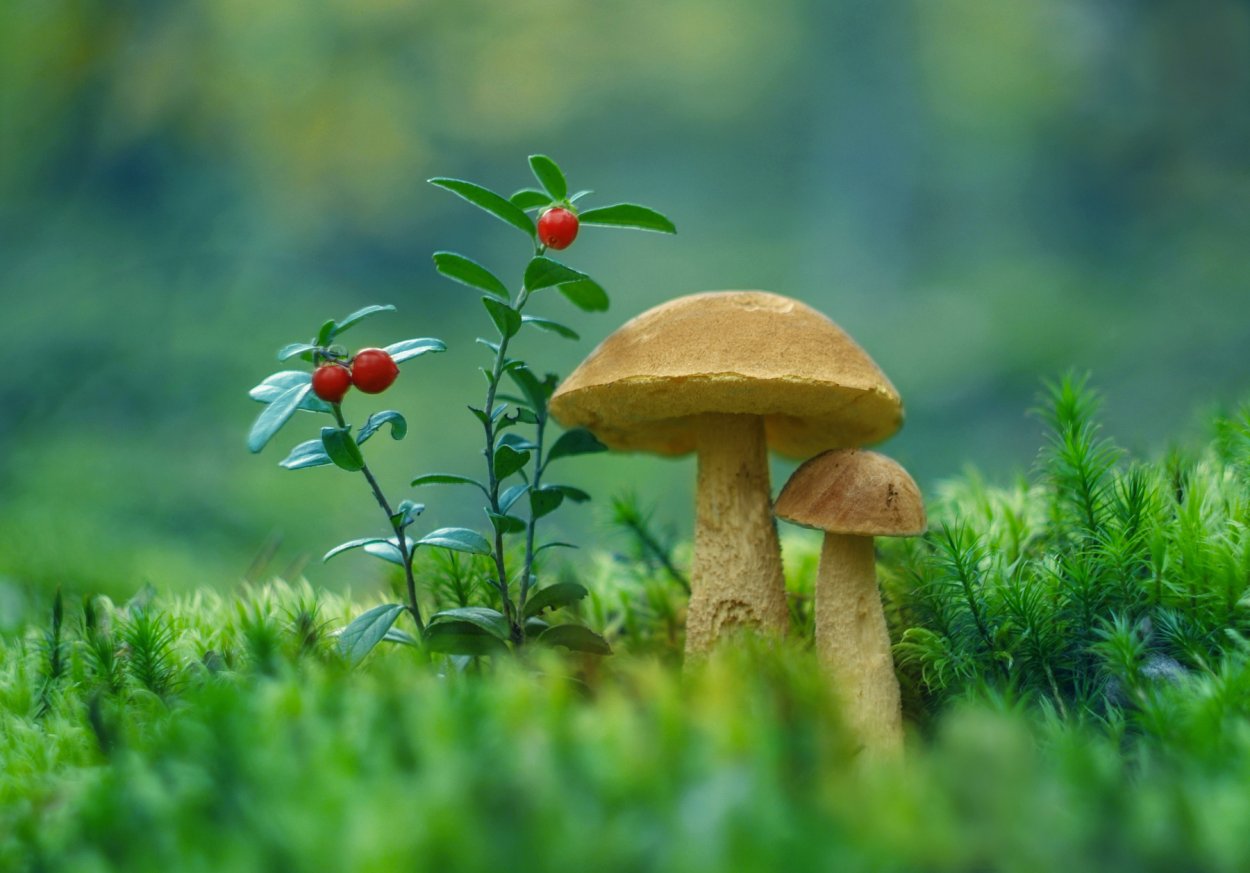 Полянка с грибами