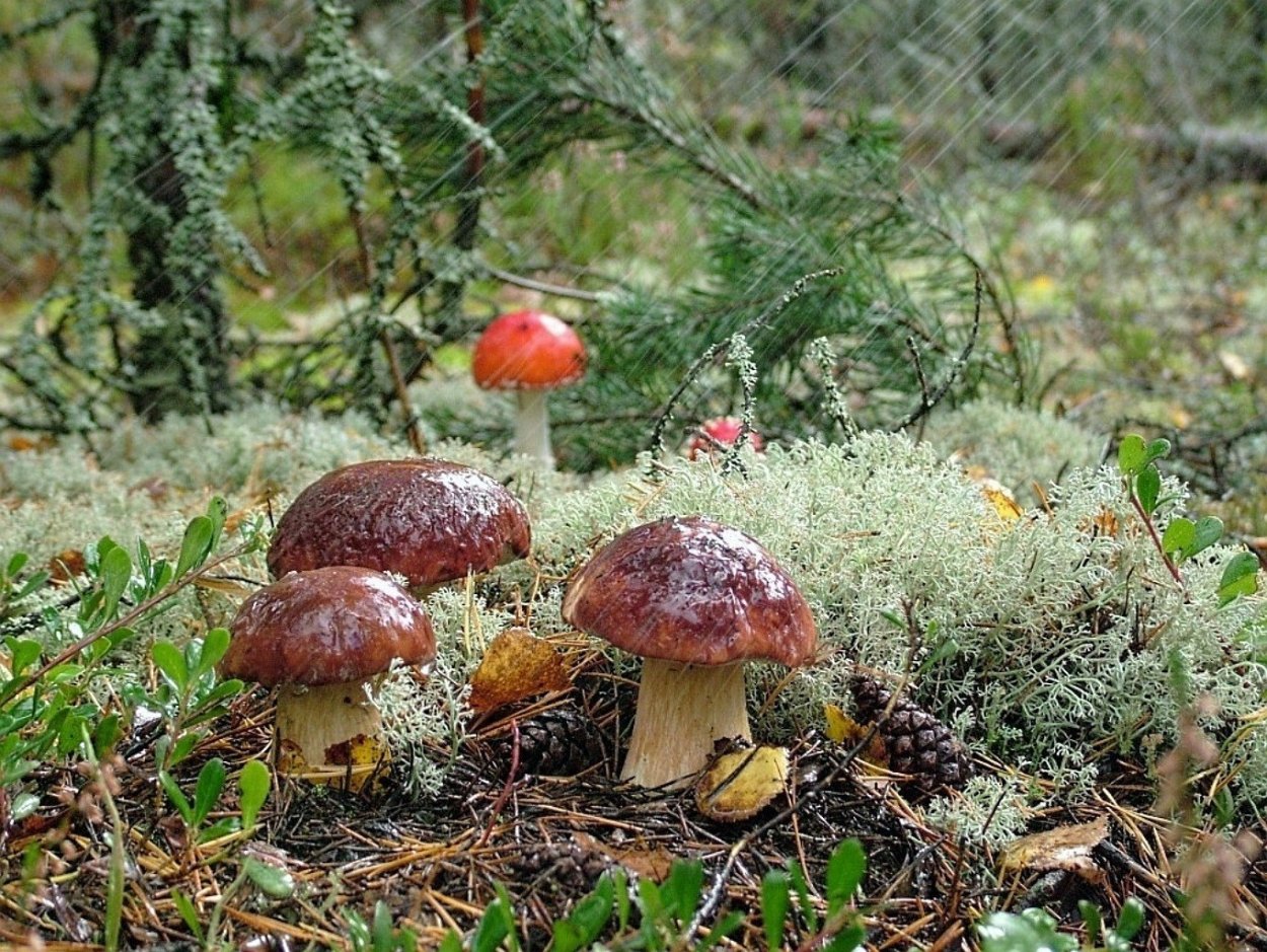 Лесная полянка с грибами