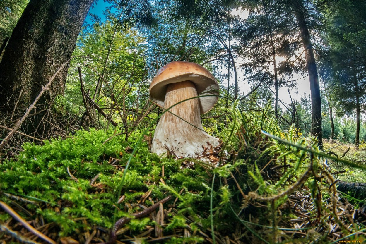 Природа лес грибы