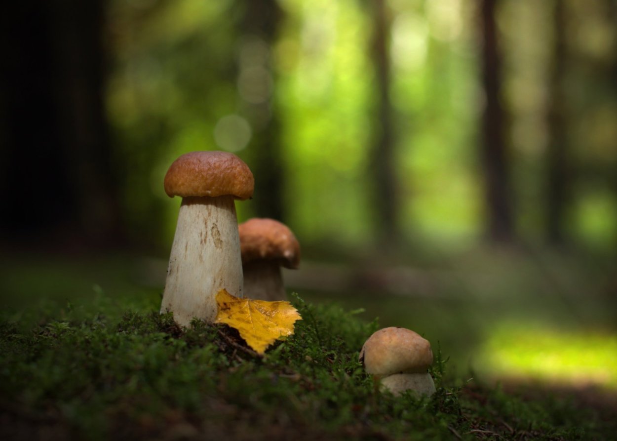 Фон грибной лес