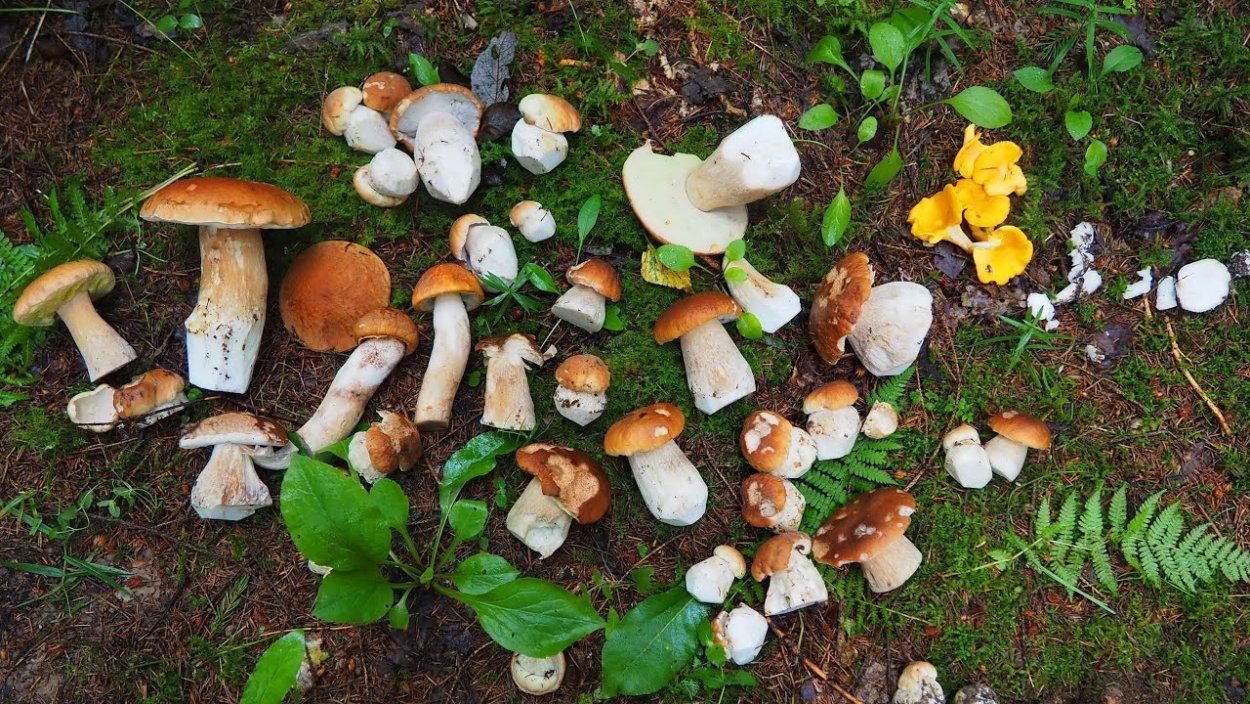 Грибная Поляна белых белых грибов