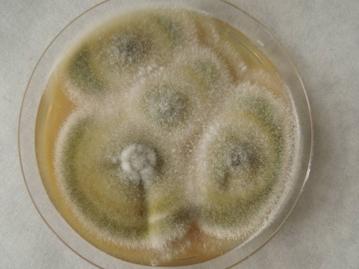 Грибы рода Fusarium culmorum