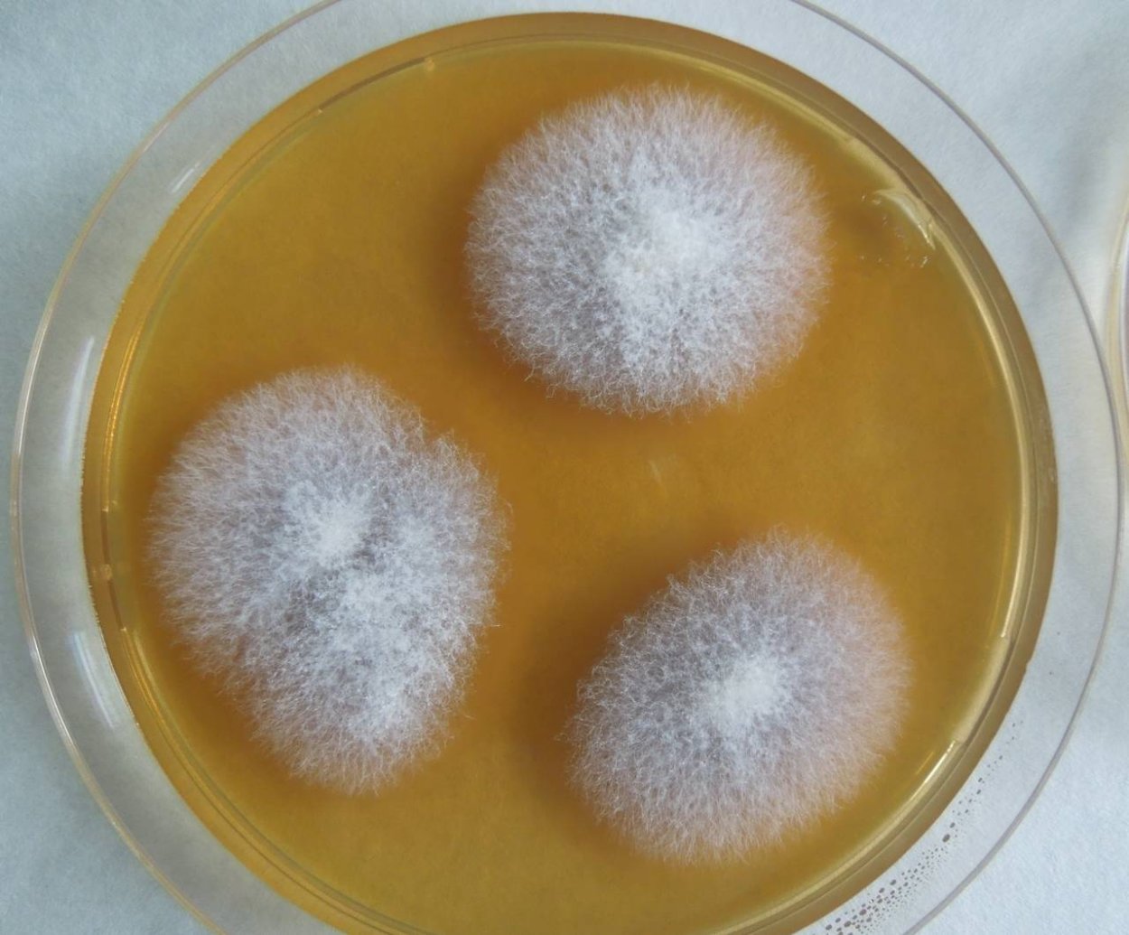 Фузариум споротрихиелла