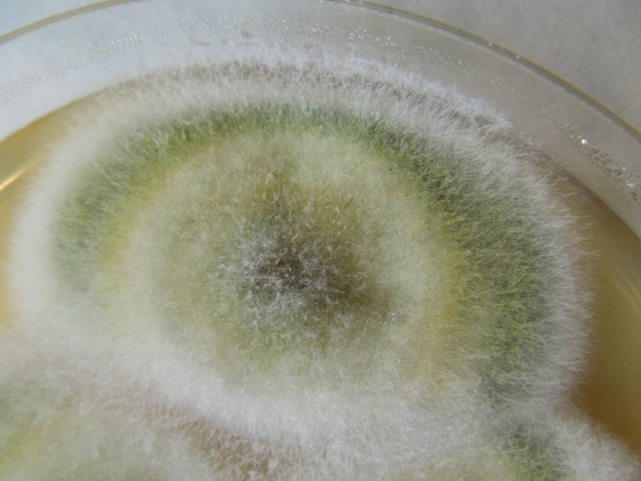 Фузариум Солани