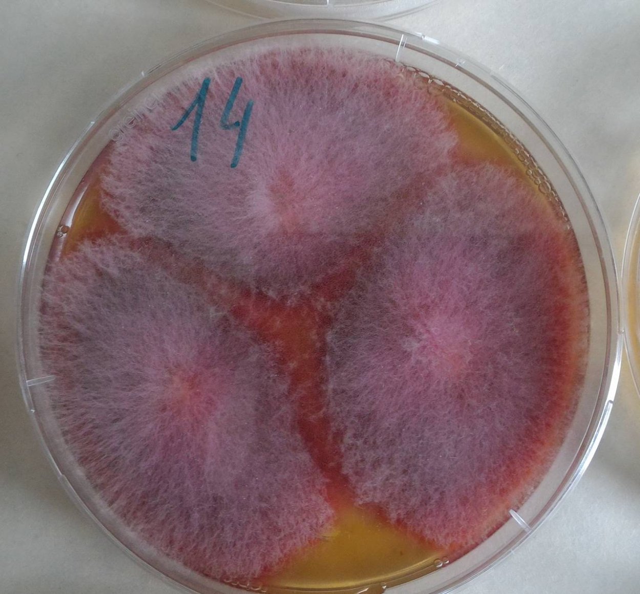 Штамм Fusarium graminearum