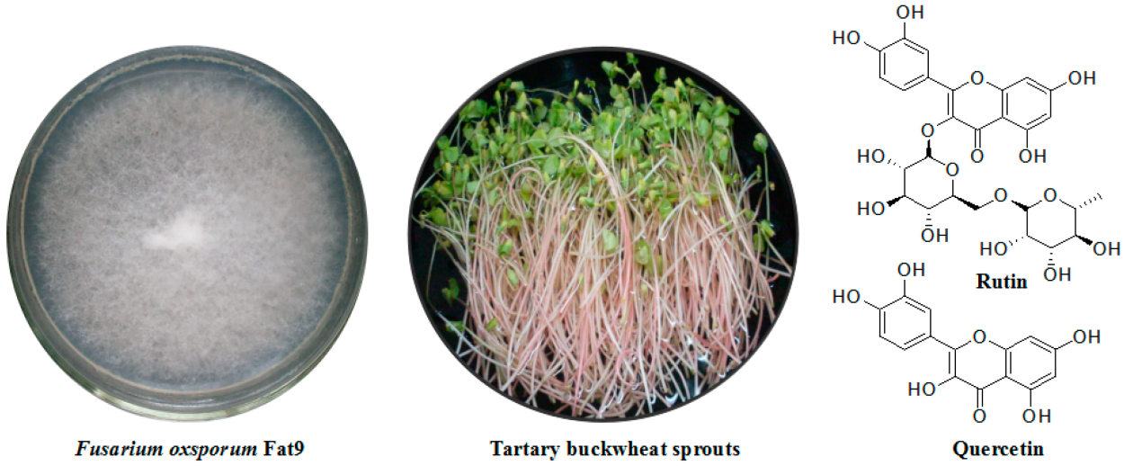 Fusarium oxysporum (1-й диапазон)