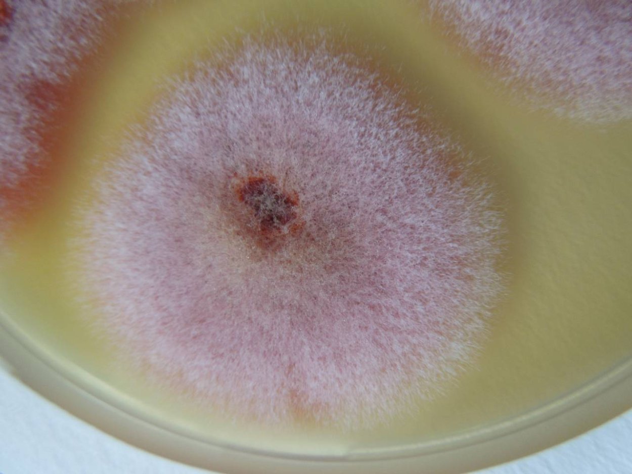 Плесневые грибы фузариум