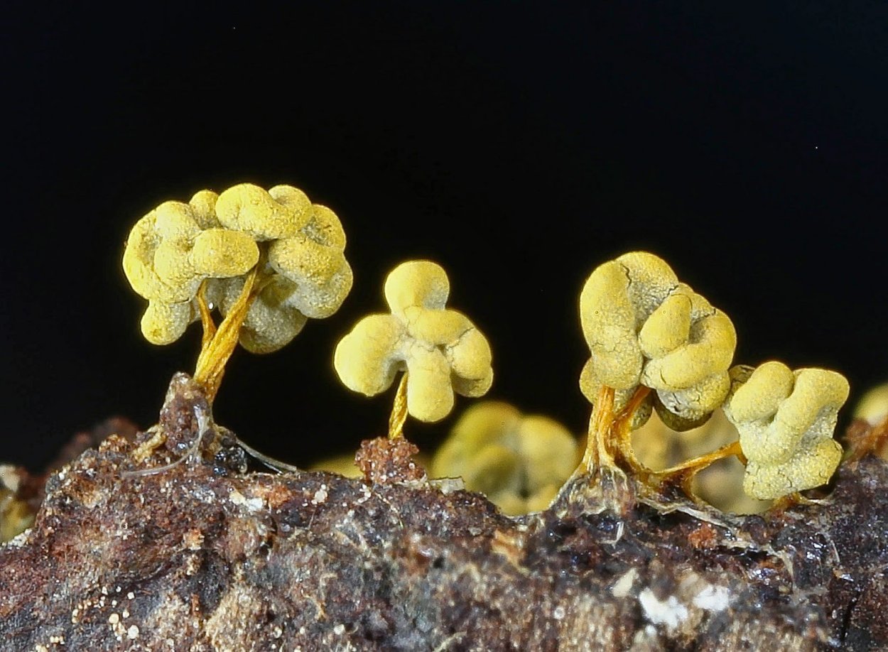 Физарум ПОЛИЦЕФАЛУМ