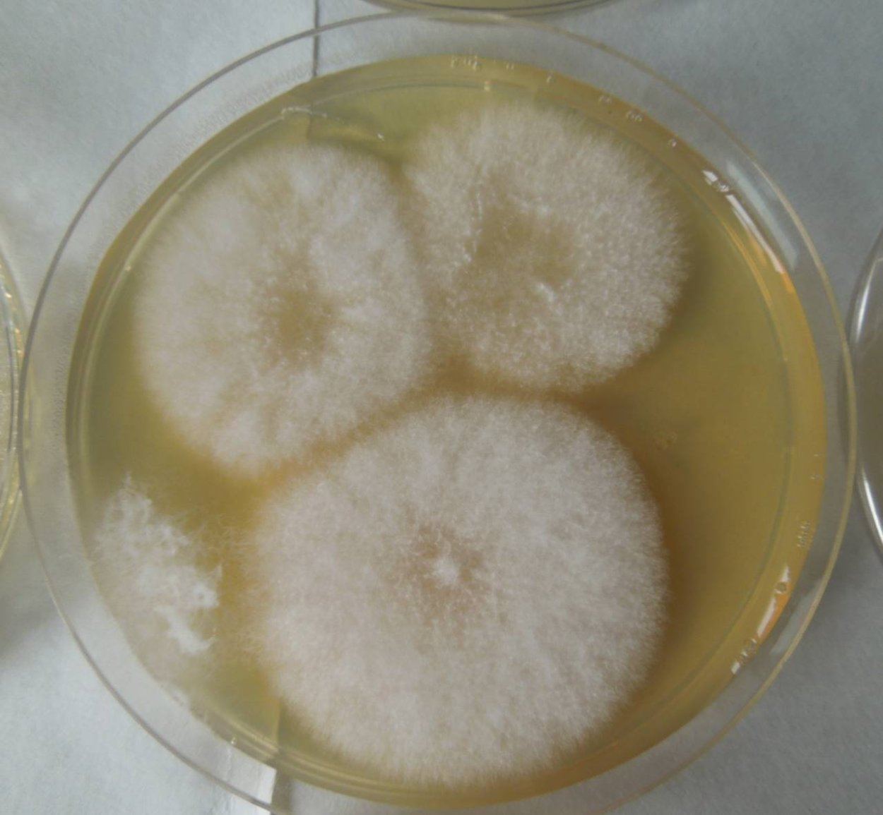 Фузариум Солани