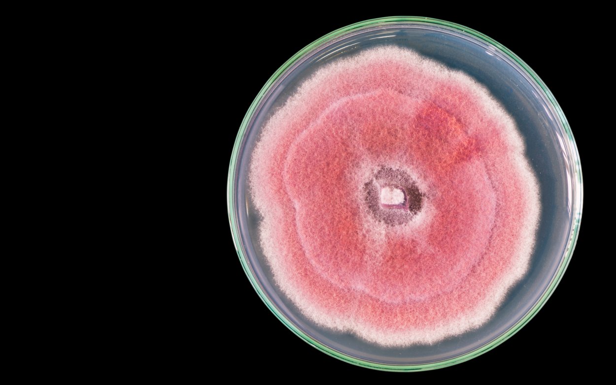 Плесневый гриб чашка Петри