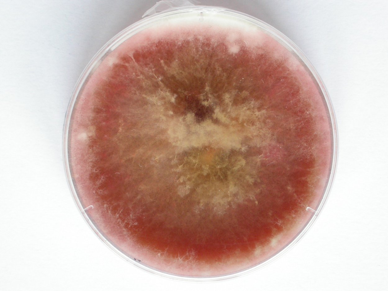 Фузариум споротрихиелла