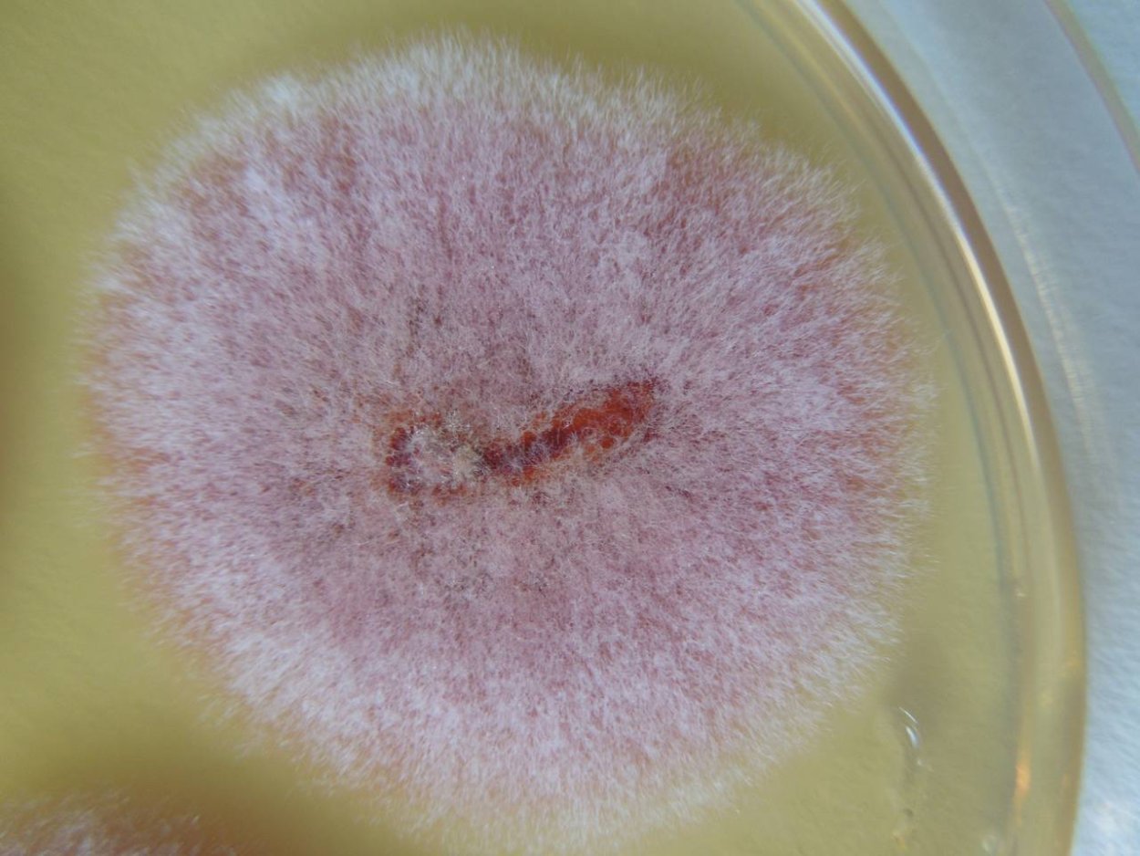 Плесневые грибы фузариум