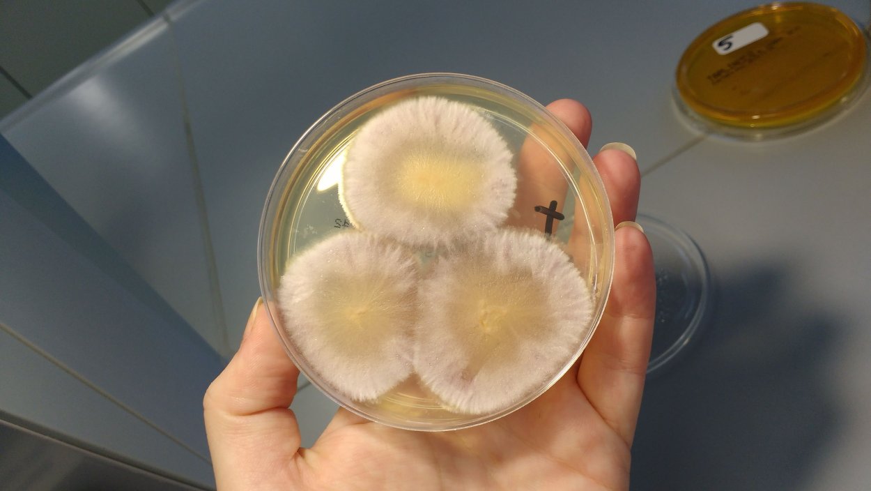 Fusarium oxysporum