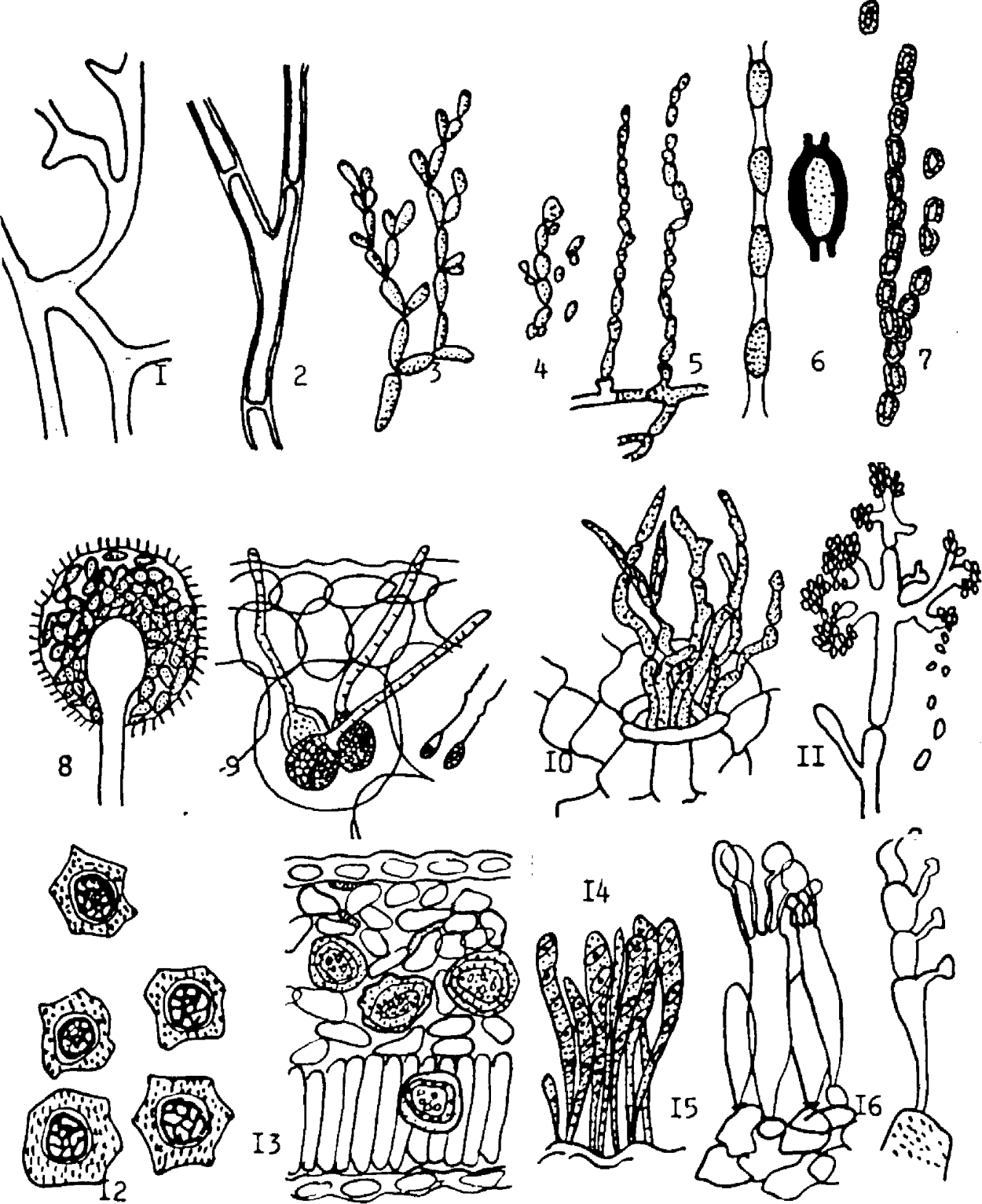 Оидии артроспоры