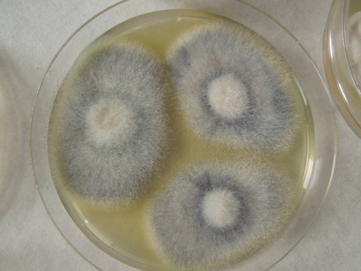 Грибы рода фузариум