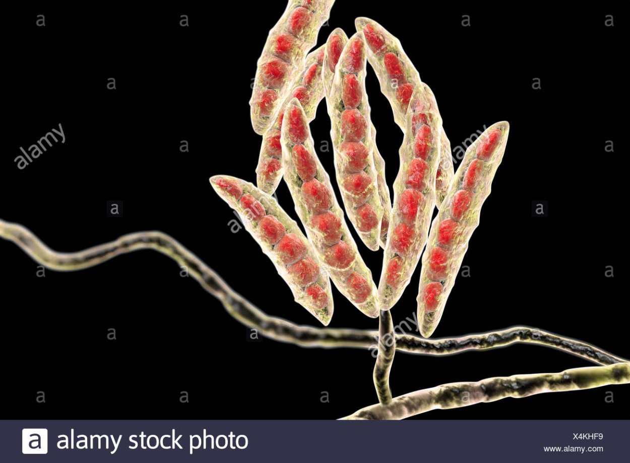 Спороношение фузариума