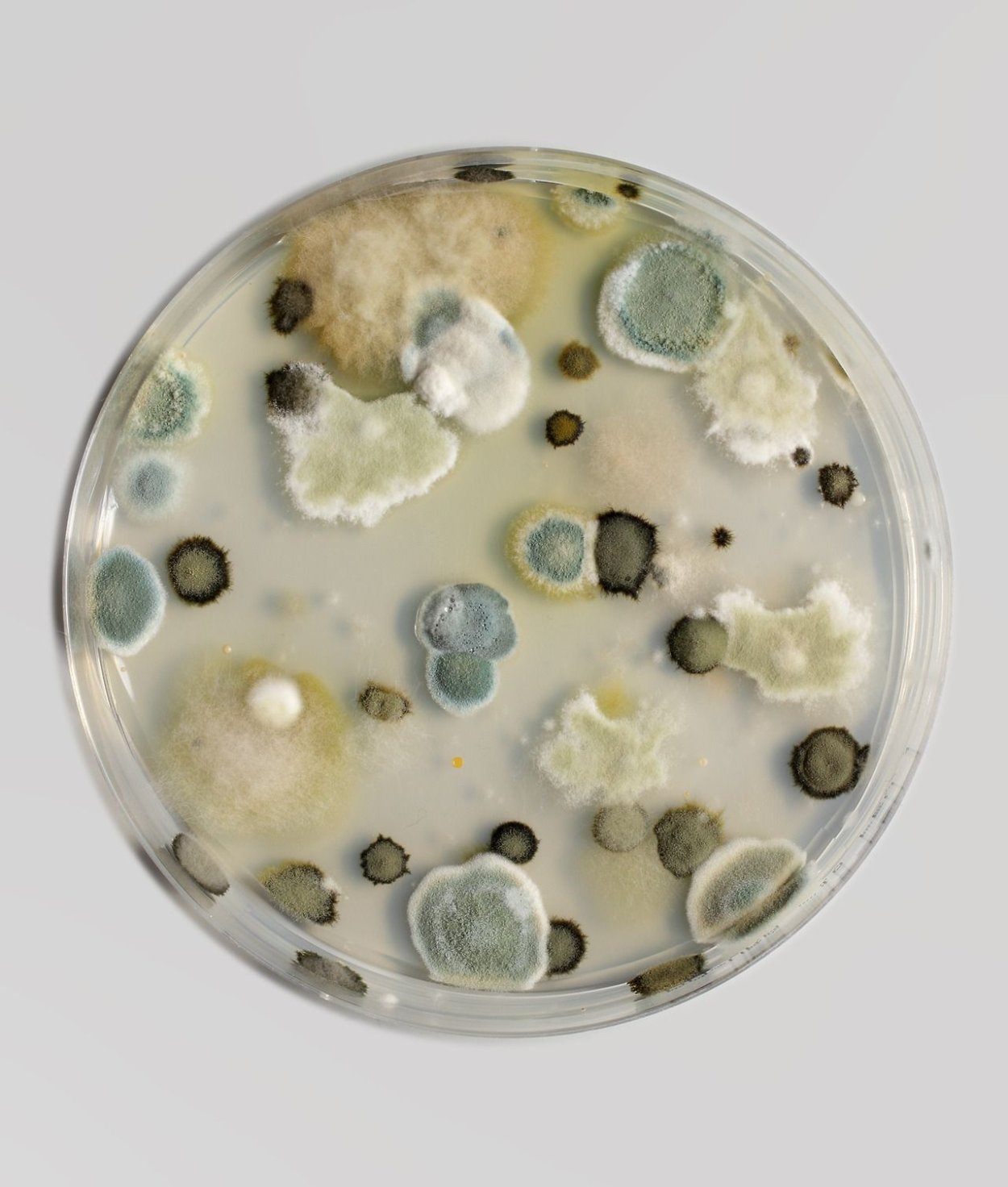 Плесневые грибы в чашке Петри