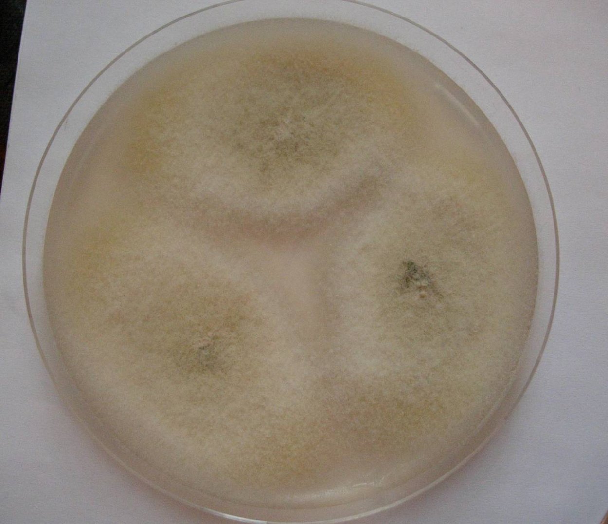 Fusarium, Chaetomium