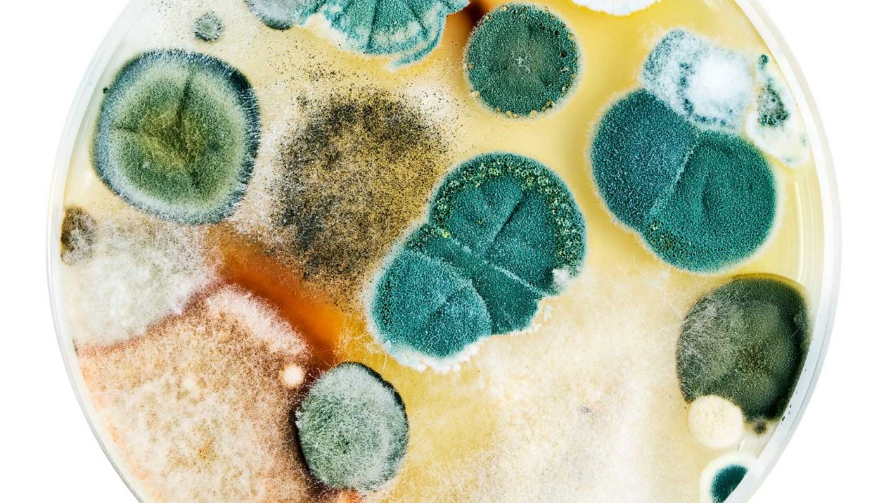 Белый грибок чашка Петри