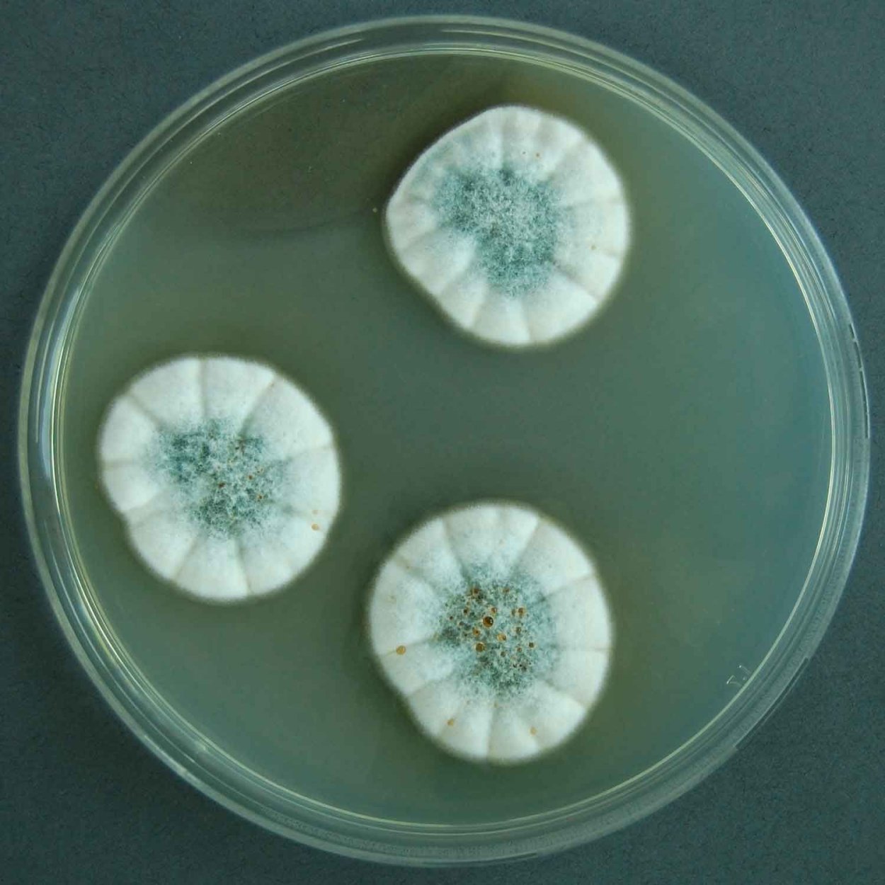 Aspergillus и Penicillium