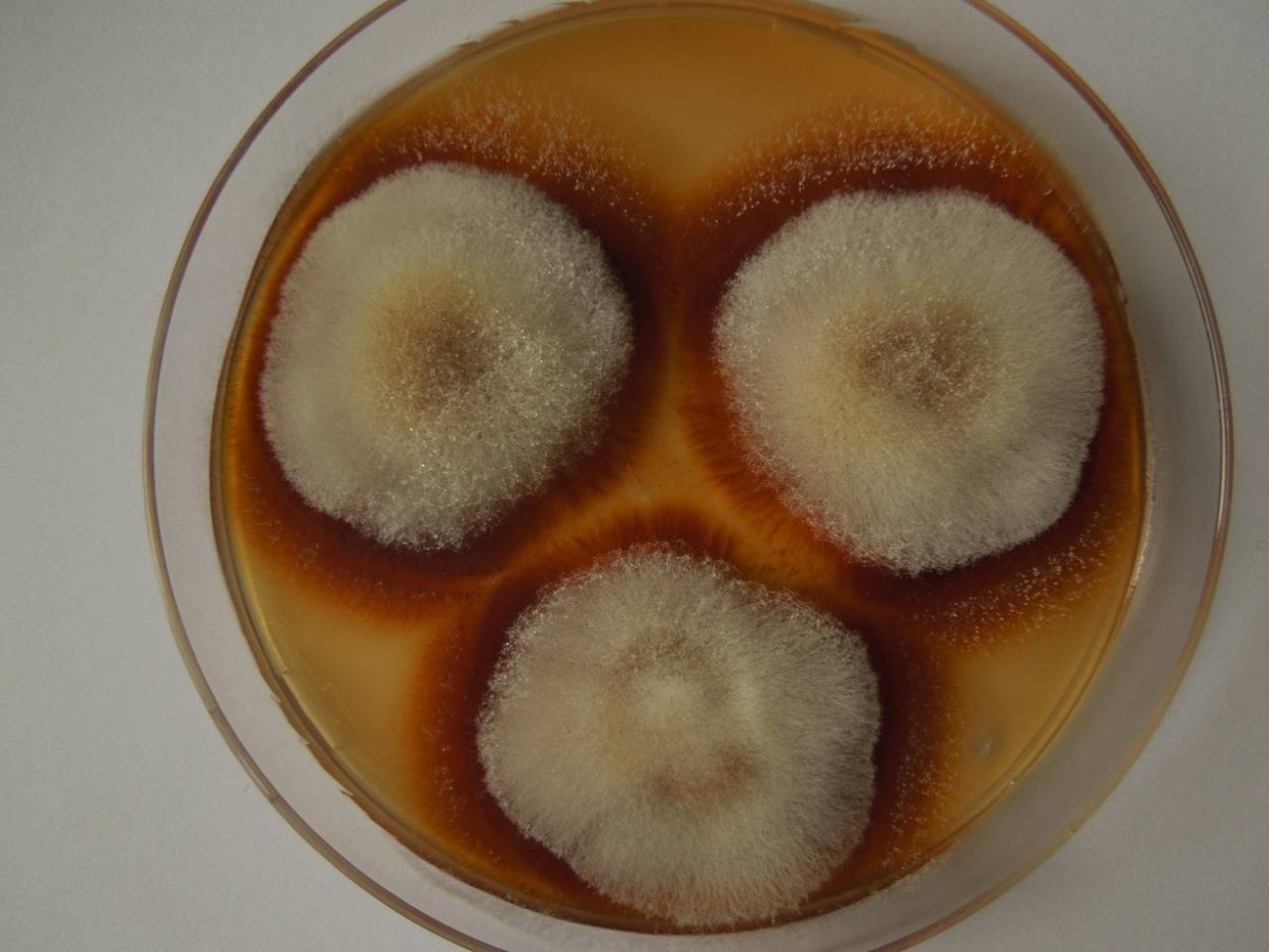 Фузариум Солани