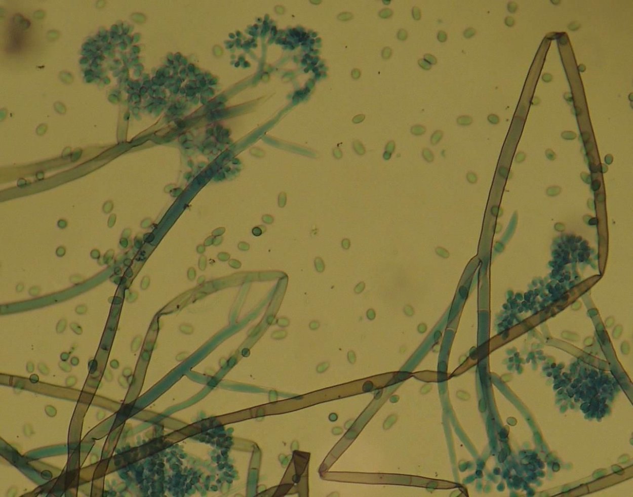 Botrytis cinerea микроскоп