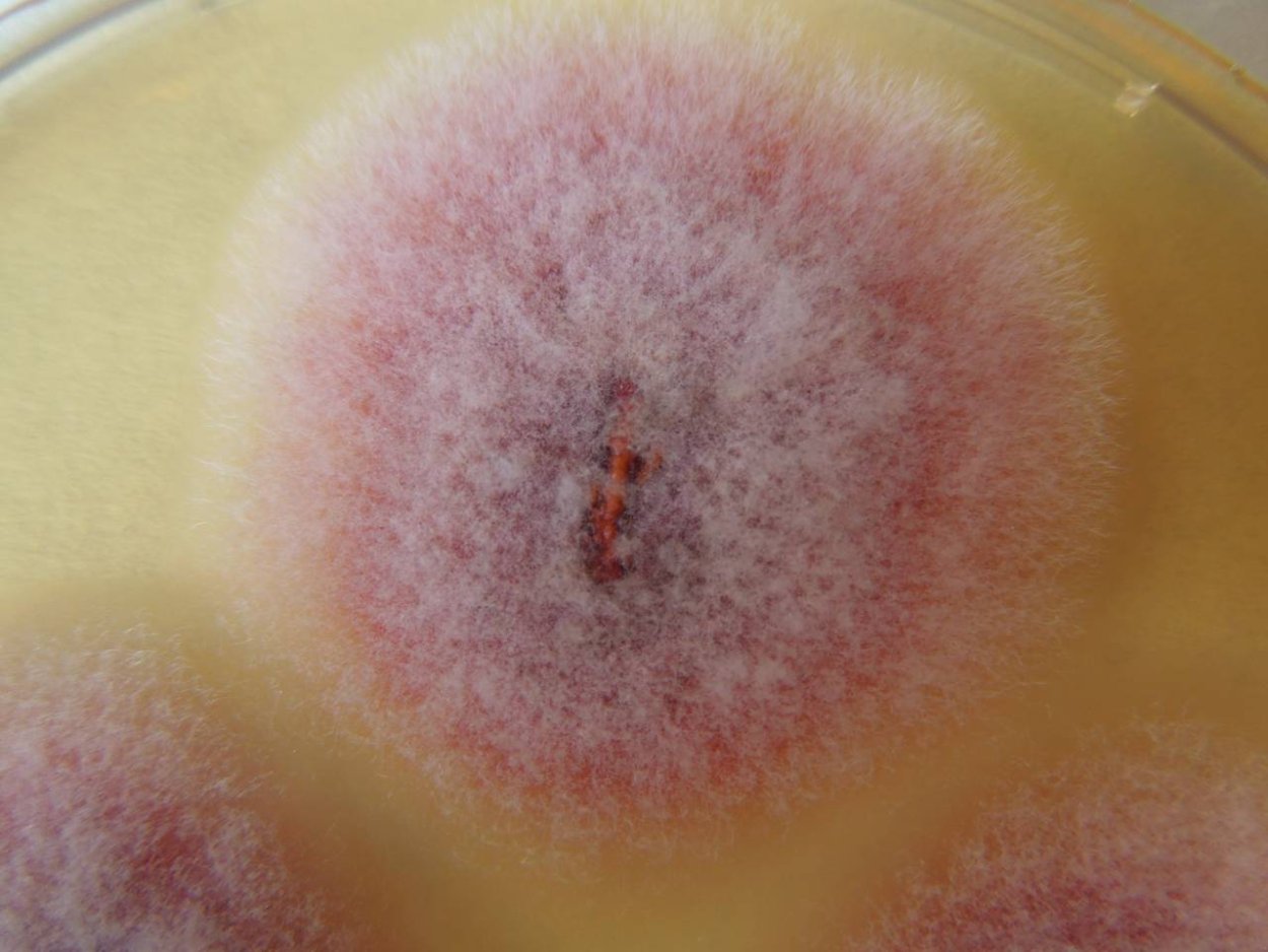 Фузариум гриб