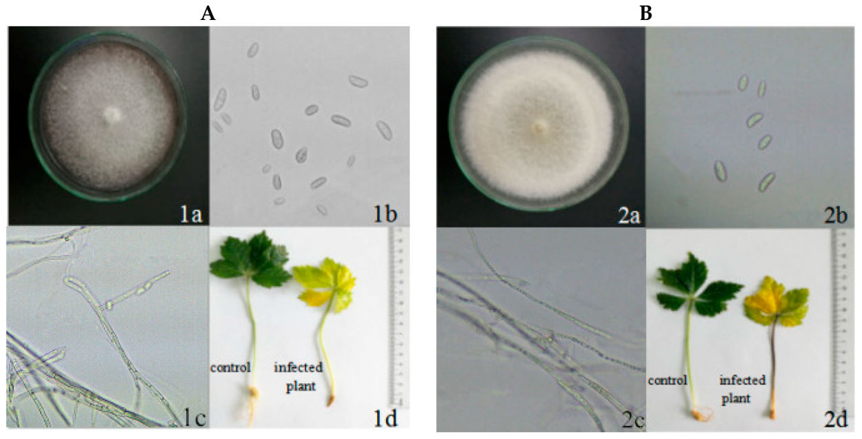 Fusarium oxysporum (1-й диапазон)