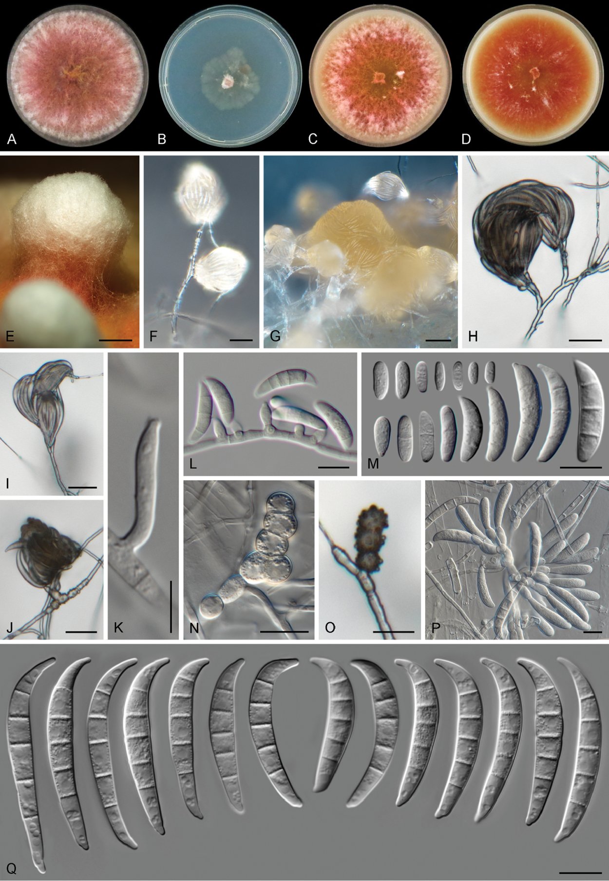 Fusarium verticillioides
