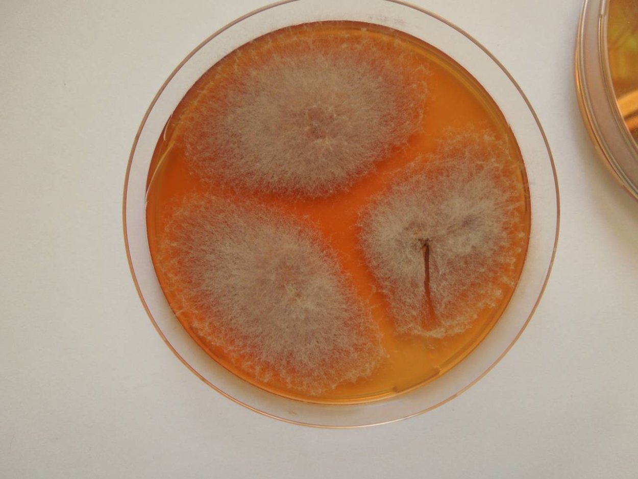 Фузариум самбуцинум