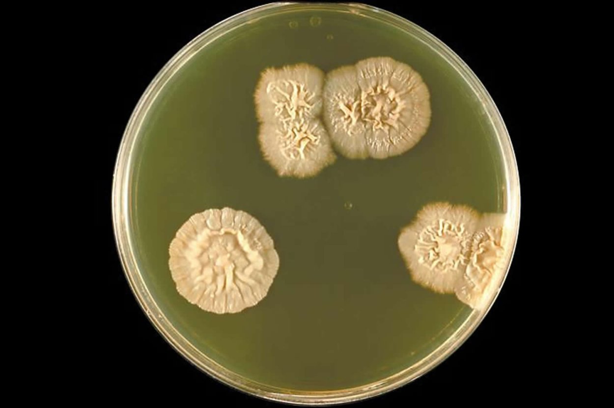 Грибы на чашке Петри Сабуро