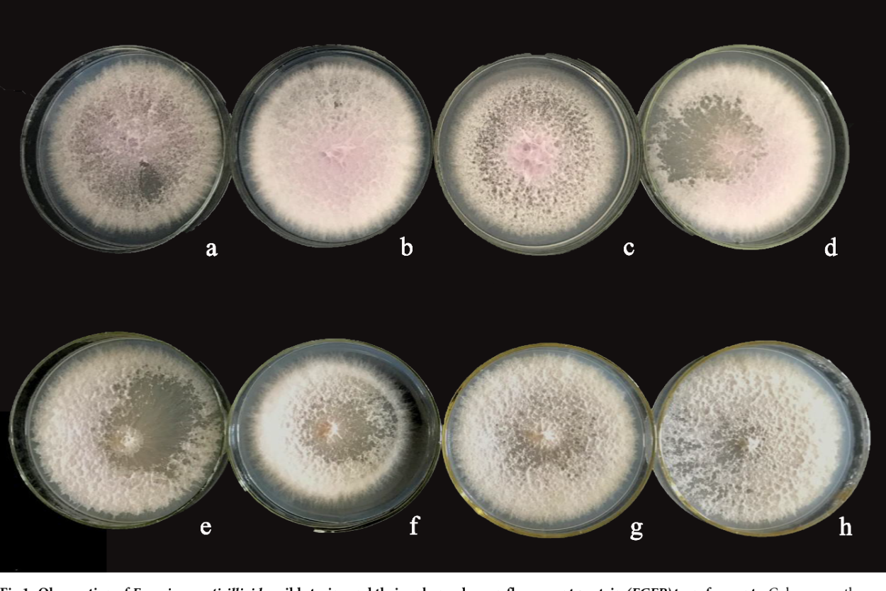 Fusarium verticillioides