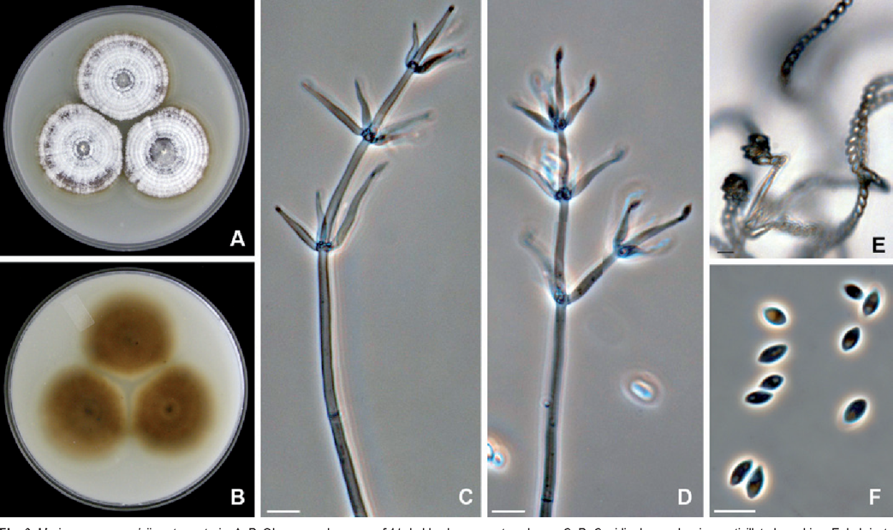 Гриб Cephalosporium Acremonium