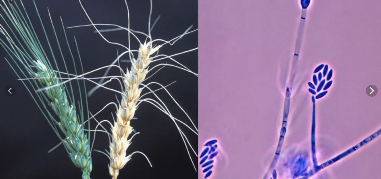 Fusarium хламидоспоры