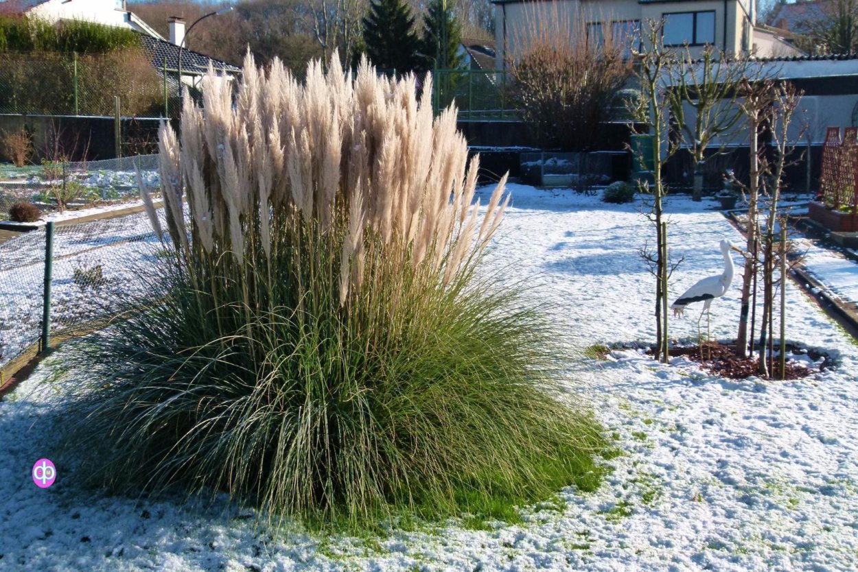 Кортадерия Селло Пинк