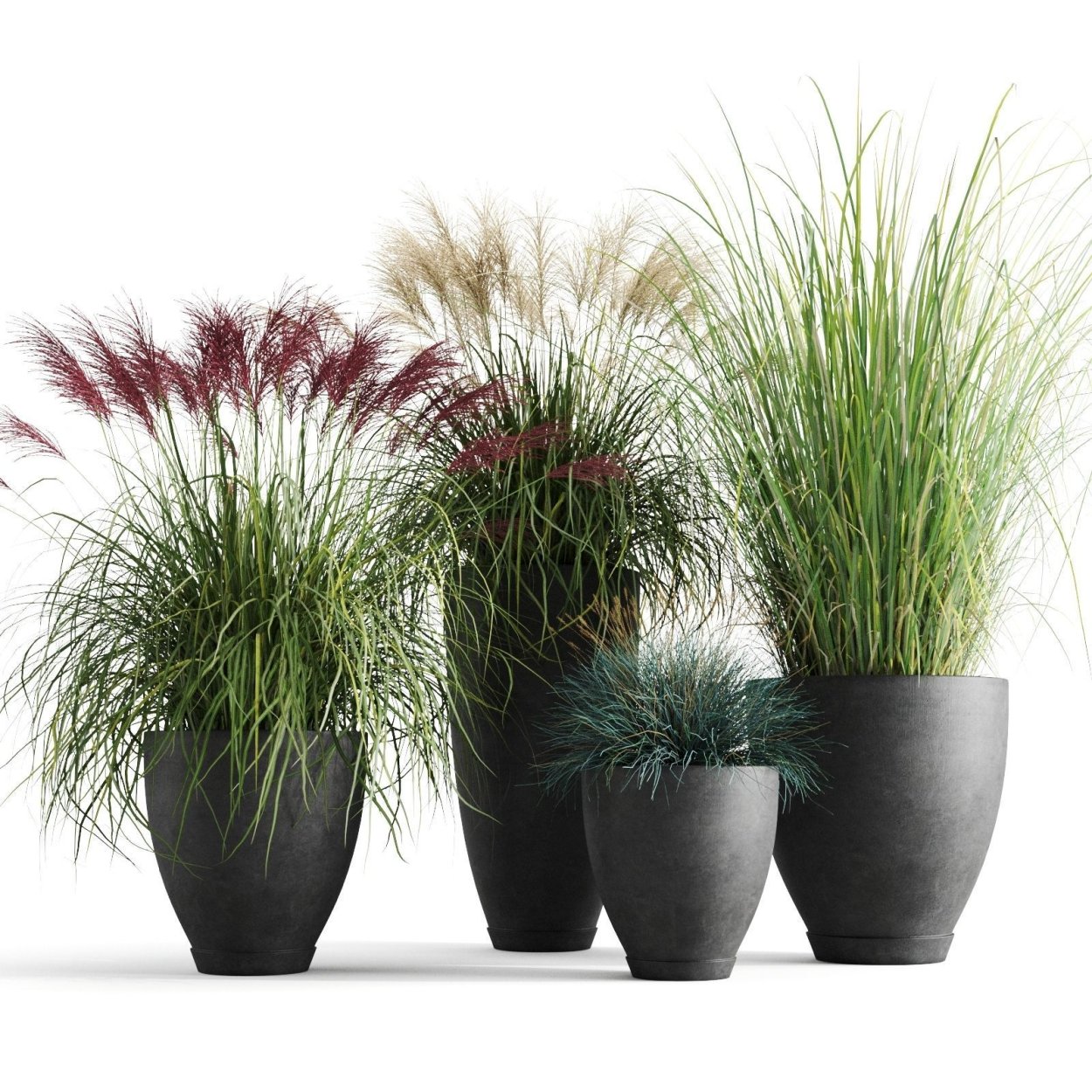 Мискантус в горшке