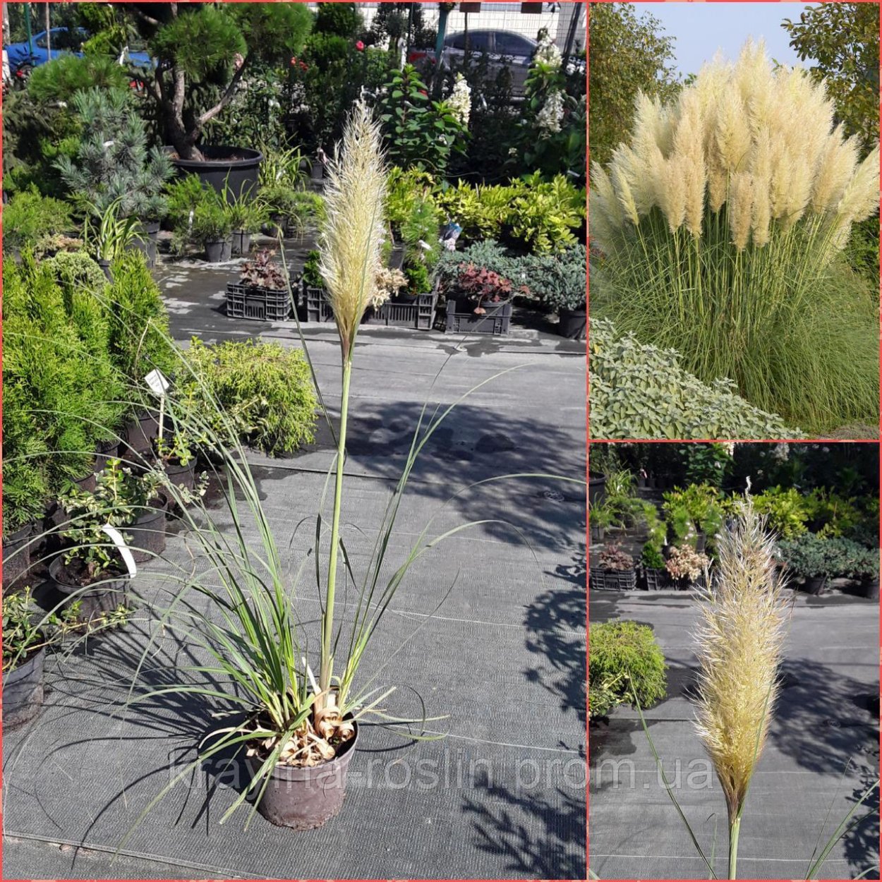 Пампасная трава рассада