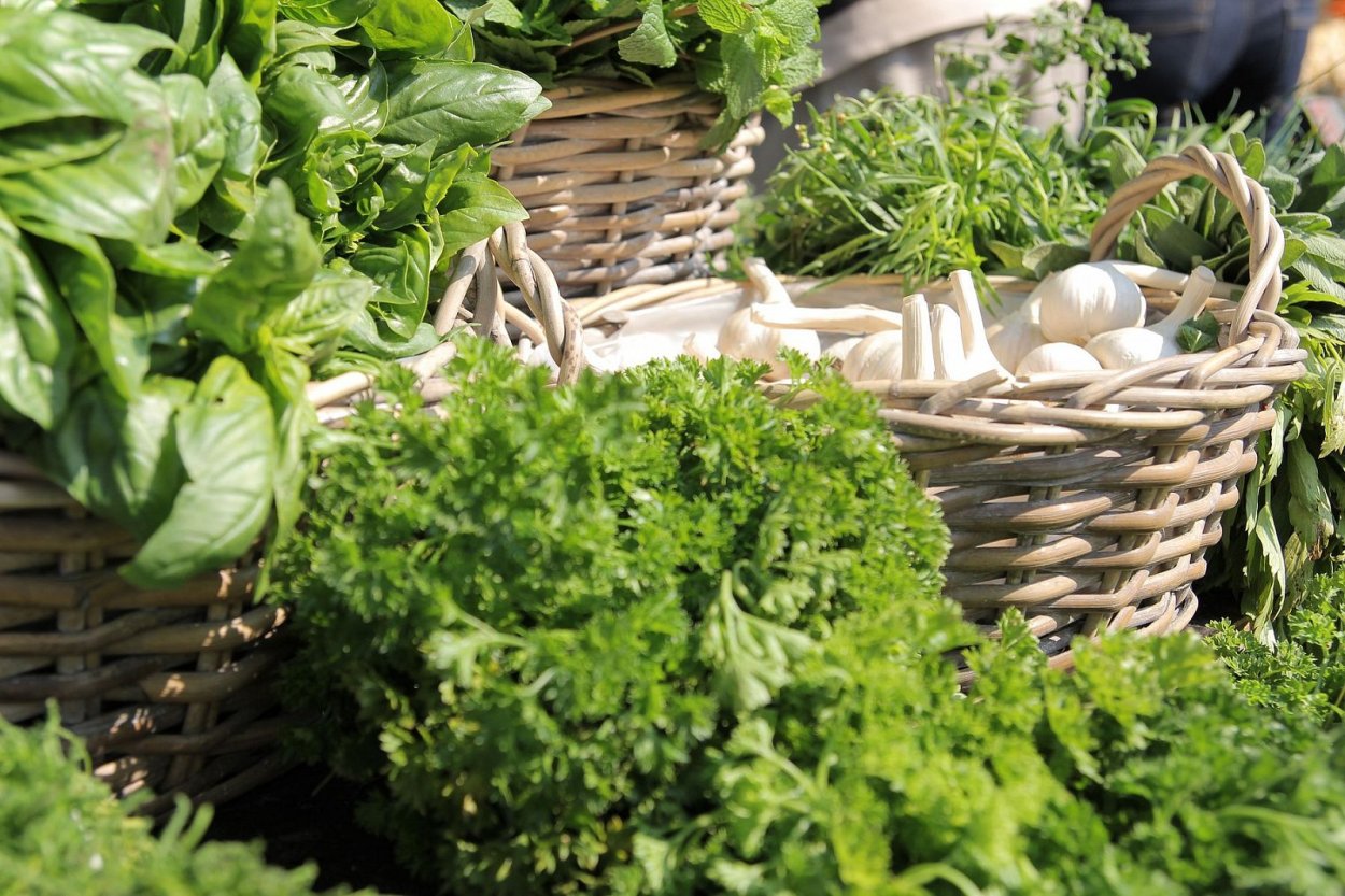 Съедобные пряные травы