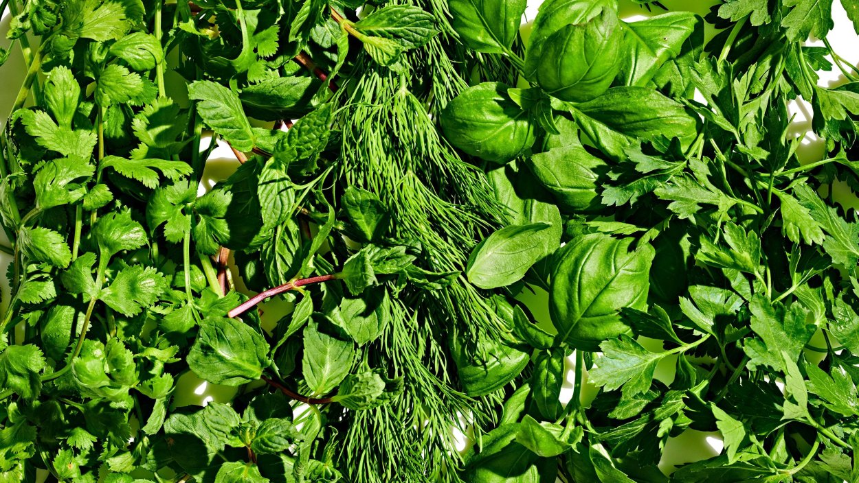 Петрушка укроп кинза базилик