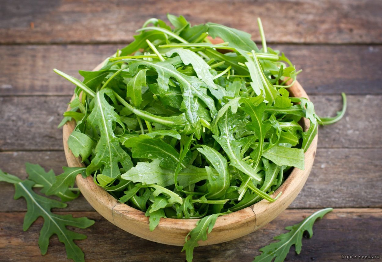 Индау руккола широколистная