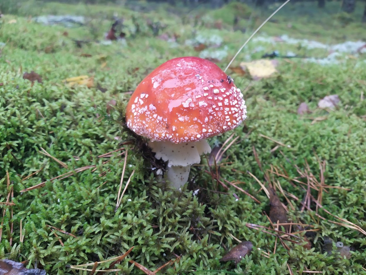 Красный мухомор с белыми пятнами