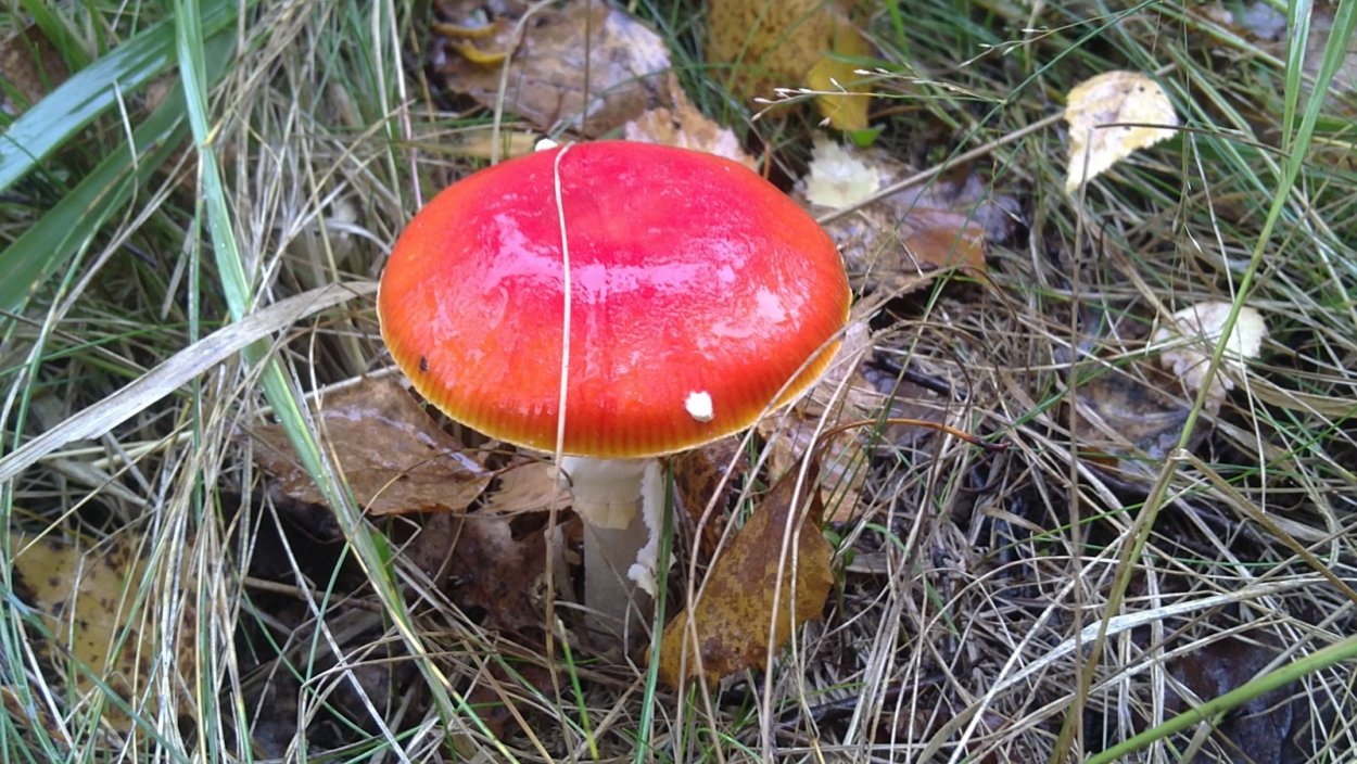 Несъедобные грибы Вологодской области