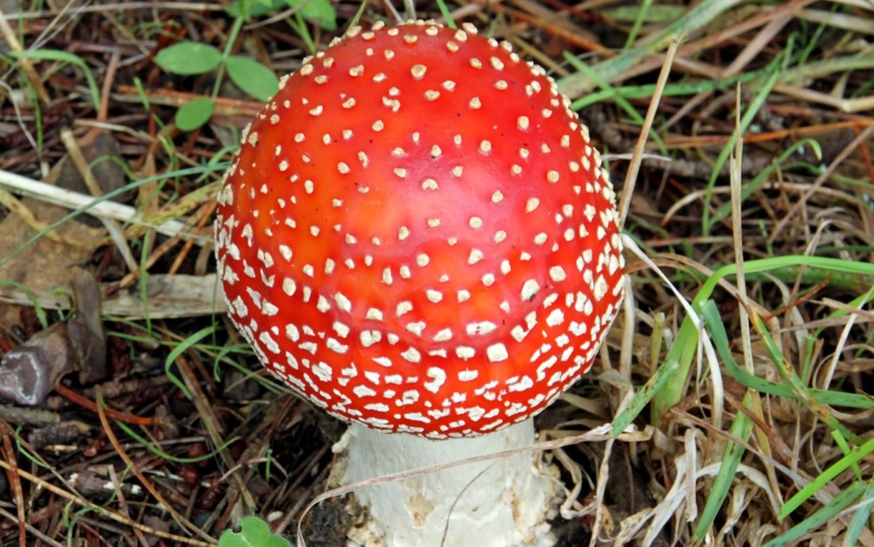 Мухомор жемчужный Amanita junquillea