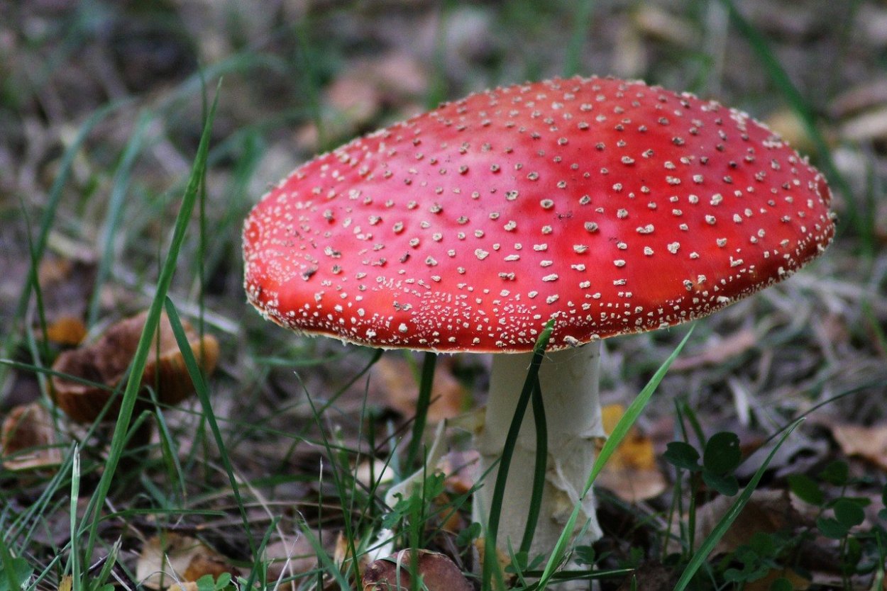 Гриб с красной шляпкой